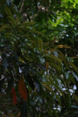 Protorhus longifolia