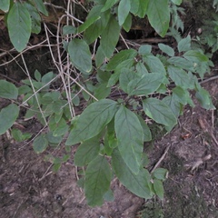 Lonicera canadensis