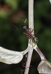 Dolichoderus attelaboides