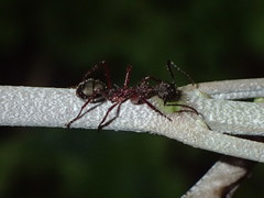 Dolichoderus attelaboides