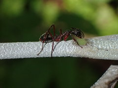 Dolichoderus attelaboides