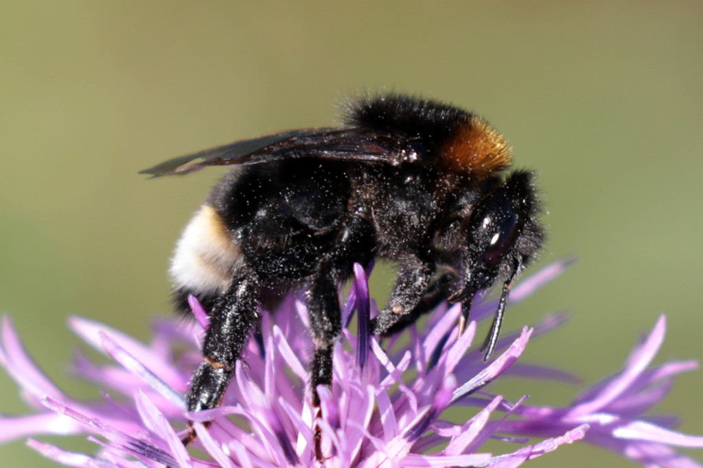 タケノコラン Clowesetum Wyche's Bumble Bee,開花サイズ タケノコ蘭