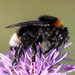 Vestal Cuckoo Bumble Bee - Photo (c) Martin Grimm, some rights reserved (CC BY-NC), uploaded by Martin Grimm