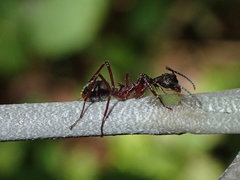 Dolichoderus attelaboides