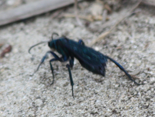Pompilidae