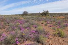 Ruschia cradockensis