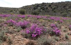 Ruschia cradockensis