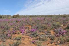 Ruschia cradockensis