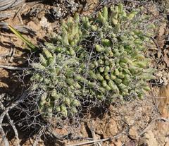 Tylecodon reticulatus