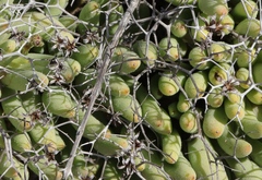 Tylecodon reticulatus