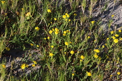 Senecio maritimus