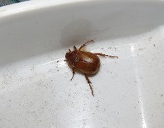 Aulacopalpus pilicollis