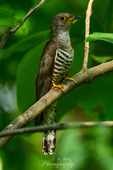 Cuculus micropterus