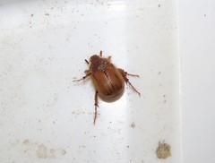 Aulacopalpus pilicollis