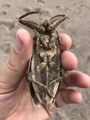 Lethocerus patruelis