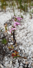 Disa obliqua