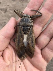 Lethocerus patruelis