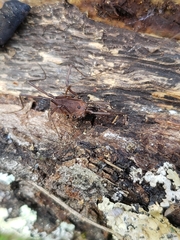 Hadrobunus maculosus