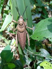 Dictyophorus griseus