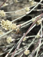 Clypeadon laticinctus