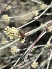 Clypeadon laticinctus