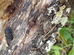 Hadrobunus maculosus