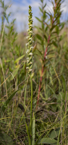 Case's lady's tresses (Spiranthes casei)