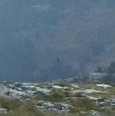 Pyrrhocorax graculus