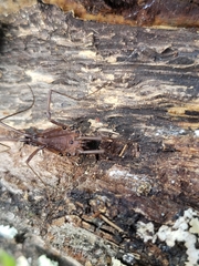 Hadrobunus maculosus