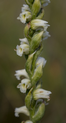 Spiranthes casei casei