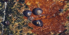 Oxystele sinensis image