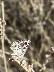 Euphilotes enoptes dammersi