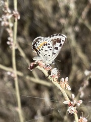 Euphilotes enoptes dammersi