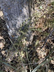 Galium martirense