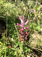 Lachenalia pallida