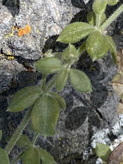 Galium martirense
