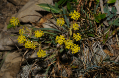 Bupleurum ranunculoides
