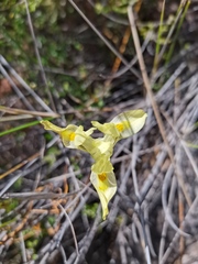 Moraea anomala