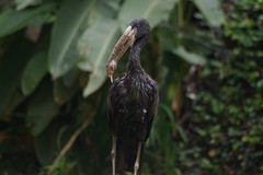 Anastomus lamelligerus