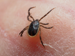 Ixodes frontalis