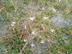 Trachyandra revoluta