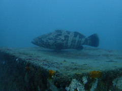 Epinephelus coioides