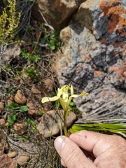 Moraea anomala