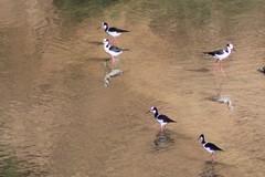 Himantopus mexicanus