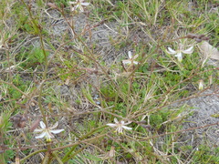 Trachyandra revoluta