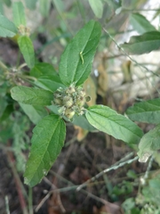 Croton glandulosus septentrionalis