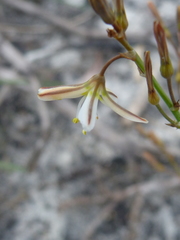 Trachyandra revoluta