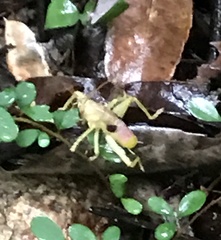 Ocellarnaca furcifera