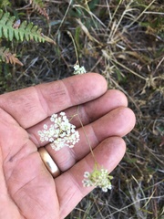 Perideridia gairdneri