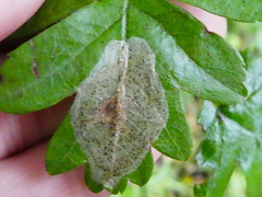 Phyllonorycter corylifoliella